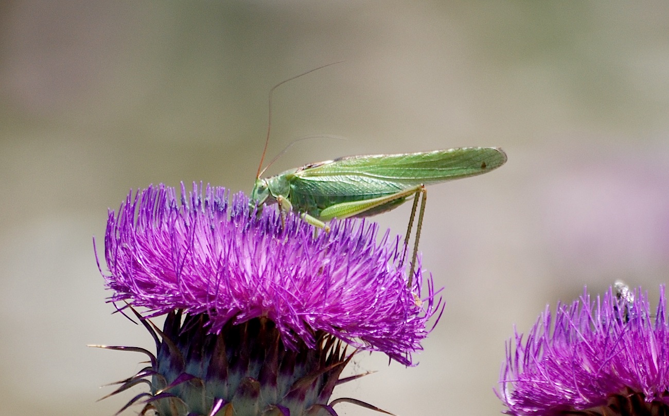 maschio di Tettigonia cfr viridissima